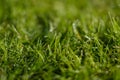 Grass closeup, meadow macro, dew drows on grass - Royalty Free Stock Photo