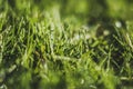 Grass closeup, meadow macro, dew drows on grass -