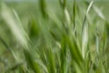 Grass closeup, meadow macro, field background