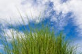 Grass and cloudy sky Royalty Free Stock Photo