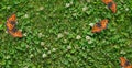 Grass clover texture background. Bright red butterflies on a green blooming clover. butterflies on the lawn. colorful natural back