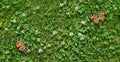 Grass clover texture background.  butterfly Queen of Spain fritillary sitting on a clover lawn Royalty Free Stock Photo