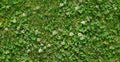 grass clover texture background.