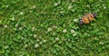 Grass clover texture background butterfly painted lady sitting on a clover lawn Royalty Free Stock Photo