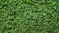 Grass clover texture background. Royalty Free Stock Photo