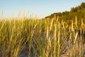 Grass on coastal dunes Baltic in the setting sun