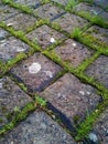 Grass Between Cobbles - Diamond Royalty Free Stock Photo