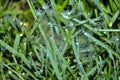 Grass with cobwebs in dew drops at dawn. Wallpaper green grass in dew. Dew spider web. Green meadow grass after rain. Royalty Free Stock Photo