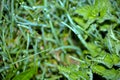 Grass with cobwebs in dew drops at dawn. Wallpaper green grass in dew. Dew spider web. Green meadow grass after rain Royalty Free Stock Photo