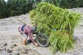 Grass Collecting at Mount Merapi, Indonesia