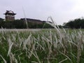 Grass on a college campus