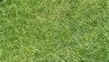 Grass with colver texture Royalty Free Stock Photo