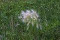 The grass  with common names foxtail barley,  Hordeum jubatum Royalty Free Stock Photo