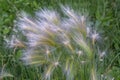 The grass  with common names foxtail barley,  Hordeum jubatum Royalty Free Stock Photo