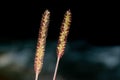 Pennisetum polystachyon, Grass Communist grass with abstact blurred background Royalty Free Stock Photo