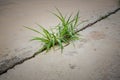 Grass on concrete Royalty Free Stock Photo