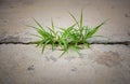 Grass on concrete Royalty Free Stock Photo