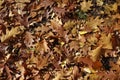 Grass covered with brown fallen leaves of red oak Royalty Free Stock Photo