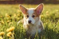 Grass covered Corgi while puppy walk on warm and bright day. Dog with red-white fur explore place full of dandelions. Royalty Free Stock Photo