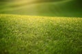 Grass covered with dew Royalty Free Stock Photo