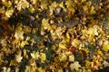 Grass covered with fallen maple leaves Royalty Free Stock Photo