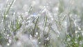 A grass covered with frost crystals close-up