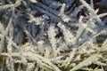 Grass covered with hoarfrost, Chaotically arranged grass covered with large ice crystals, Abstract background cold season Royalty Free Stock Photo