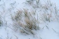 Grass encapsulated in ice