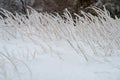 Grass encapsulated in ice