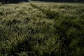 grass covered with morning dew and cobwebs at dawn, background Royalty Free Stock Photo