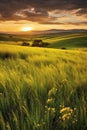 grass-covered rolling hills during golden hour Royalty Free Stock Photo