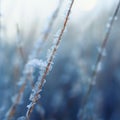 grass covered shiny transparent crystals of cold blue frost are strung like beads on a Sunny winter morning