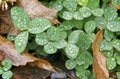 Raindrops on green leaves. Royalty Free Stock Photo