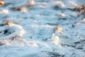 Grass covered with snow in the rays of the sun