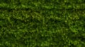 grass covered wall background