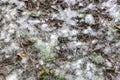 Grass covered with white fluffy cottons from the poplar trees Royalty Free Stock Photo
