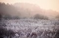 The grass is covered with white frost in the early morning. The shining of the sun in the fog. Royalty Free Stock Photo