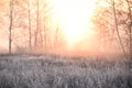 The grass is covered with white frost in the early morning. The shining of the sun in the fog. The transition from autumn to winte Royalty Free Stock Photo