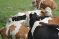 Cows kept in the green Royalty Free Stock Photo