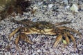 Grass Crab Royalty Free Stock Photo