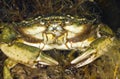 Grass Crab Royalty Free Stock Photo