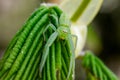 Grass crab spiders hunts on young spring leaves.