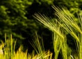 Grass culms on a dark background Royalty Free Stock Photo