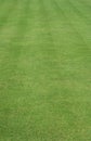 Grass cut with stripes Royalty Free Stock Photo