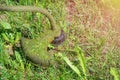 Grass cutting equipment Royalty Free Stock Photo