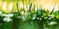 Grass with daisies Royalty Free Stock Photo