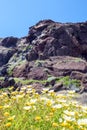 Grass, daisies and red rocks on a summer sunny day. Road to the red beach, Santorini island, Greece Royalty Free Stock Photo