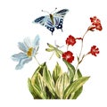 Grass daisy butterfly blue dragonfly a watercolor Royalty Free Stock Photo