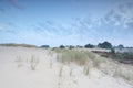 Grass on dand dune in morning Royalty Free Stock Photo