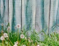 Grass and dandelions on the background of old shabby wooden boards Royalty Free Stock Photo